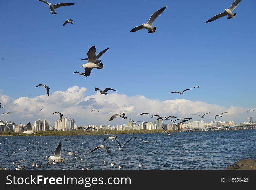 Seagulls Under Blue Skies