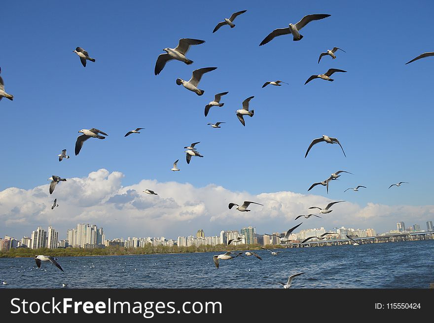 Flock Of Seagulls Flying Over Sea