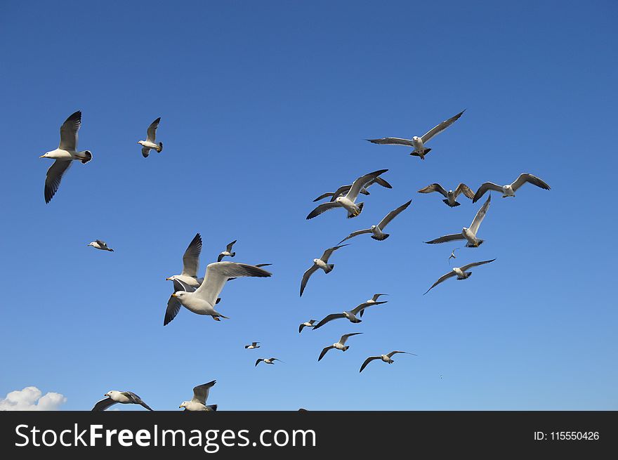 Flock Of White Seagulls