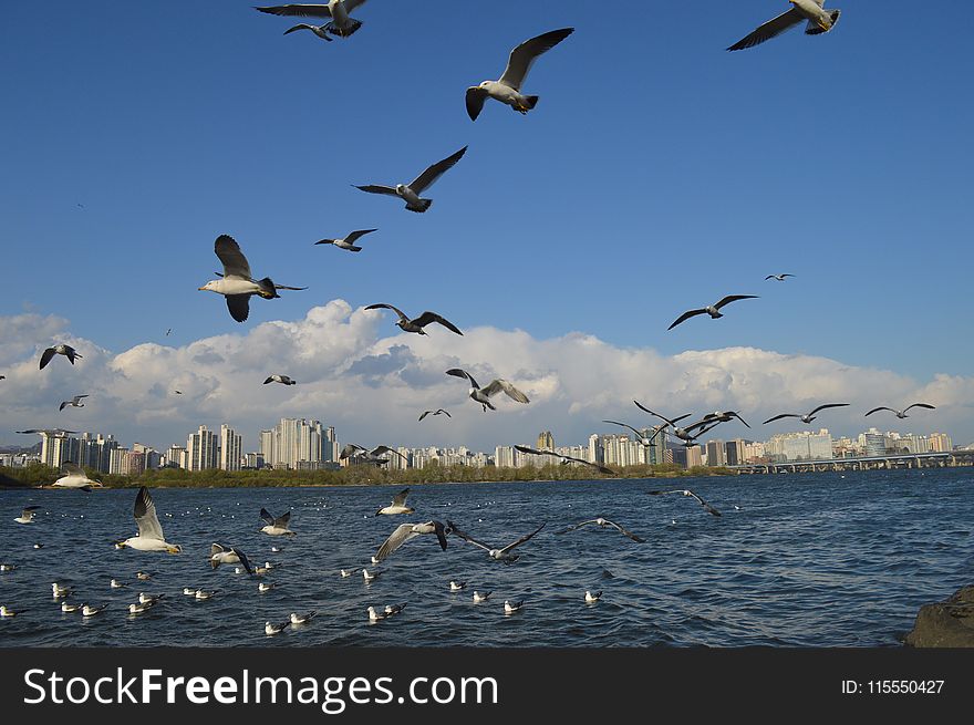 Flock Of White Birds Flying