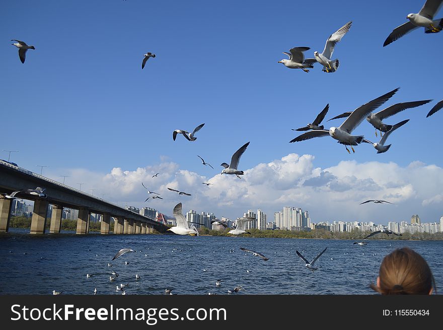 Flock Of Seagulls