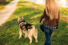 Blonde Girl Walking With Husky God. Back View Royalty Free Stock Photography