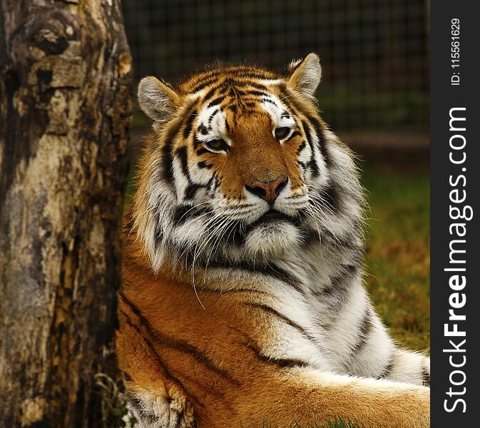 Beautiful close up of an Amur tiger an endangered species our largest big cat an apex predator. Beautiful close up of an Amur tiger an endangered species our largest big cat an apex predator