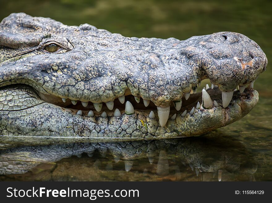 Big crocodile in National park of Kenya, Africa