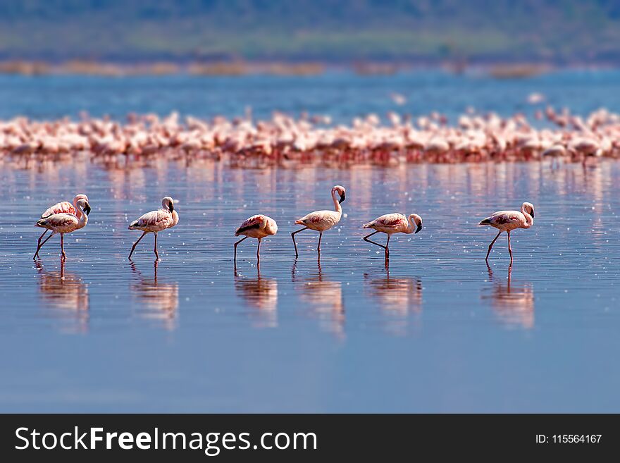Flock of flamingos wading in the shallow lagoon water