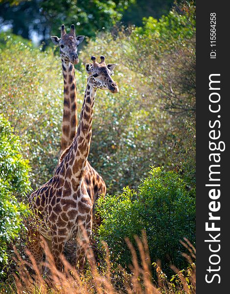 Giraffe in National park of Kenya, Africa