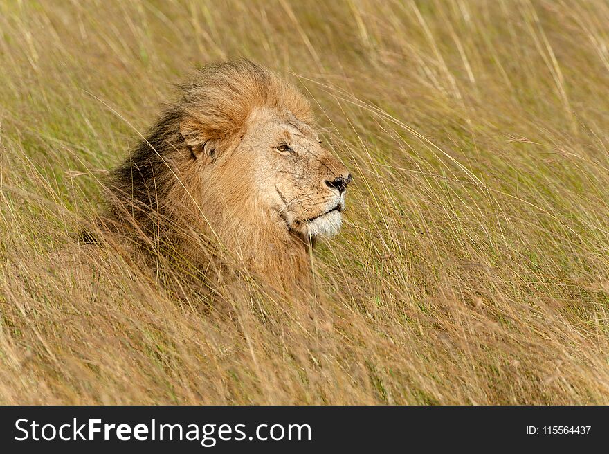 Close lion male in National park of Kenya, Africa