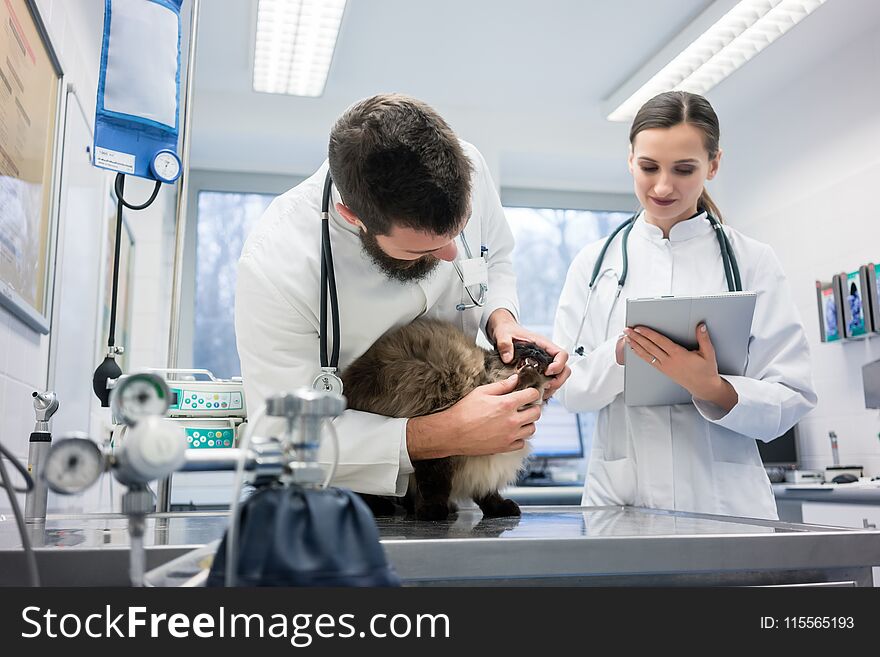 Vet Doctors examining cat patient with stethoscope in their animal clinic