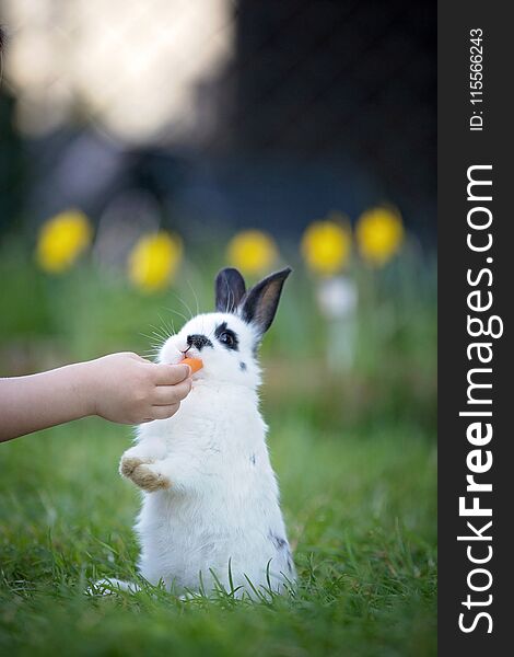 Child hand feeding little white rabbit in blooming garden. Child hand feeding little white rabbit in blooming garden