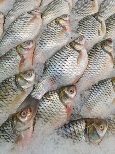 A Well Organized Tray Of Common Silver Barb Fish, Set On Ice For Sale At A Local Market In Bangkok, Thailand. Stock Photos A Well Organized Tray Of Common Silver Barb Fish, Set On Ice For Sale At A Local Market In Bangkok, Thailand. Stock Photos