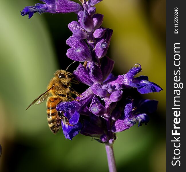 Bee enjoys a purple flower collecting pollen