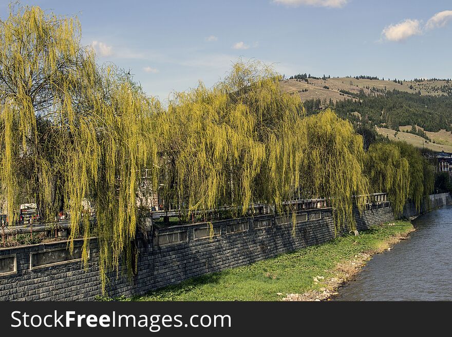 Willows along the bistrita river, Vatra Dornei