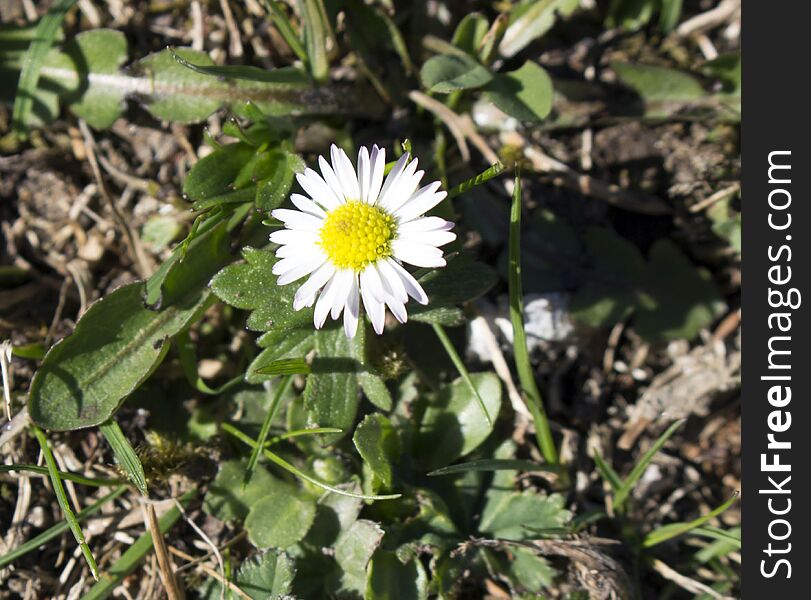 Chamomile is the common name for several daisy-like plants of the family Asteraceae. Chamomile is the common name for several daisy-like plants of the family Asteraceae.