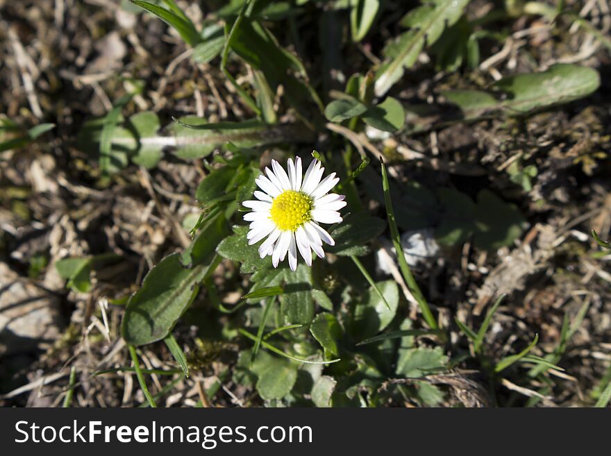 Chamomile enjoying the sun`s rays