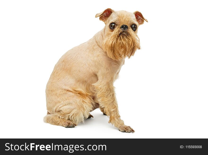 Doggie breed Brussels Griffon grooming, isolated on white. Doggie breed Brussels Griffon grooming, isolated on white