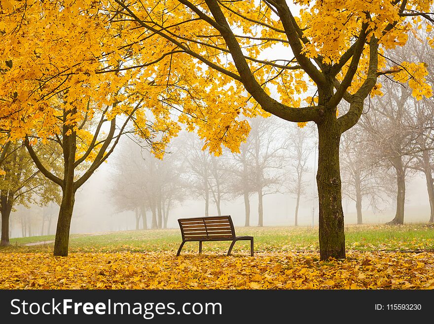 Horizontal fall background with trees and orange leaves in foggy park with solitary bench. Horizontal fall background with trees and orange leaves in foggy park with solitary bench