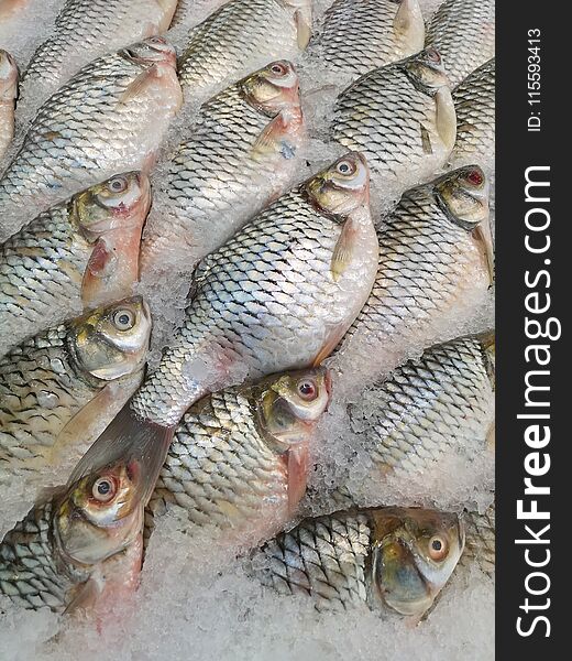 A well organized catch of healthy, common silver barb fish, set on ice for sale at a local fish market in Bangkok, Thailand. A well organized catch of healthy, common silver barb fish, set on ice for sale at a local fish market in Bangkok, Thailand.