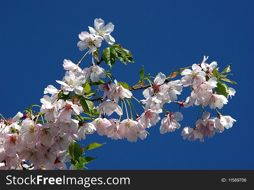 Cherry tree branch blooming with blue sky background. Cherry tree branch blooming with blue sky background.