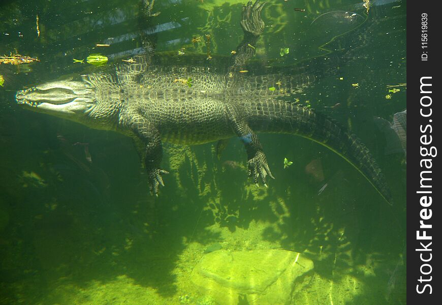 A very big crocodile in the zoo. A very big crocodile in the zoo