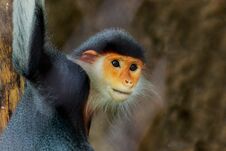 Portrait Of The Red-shanked Douc Langur. Stock Photo