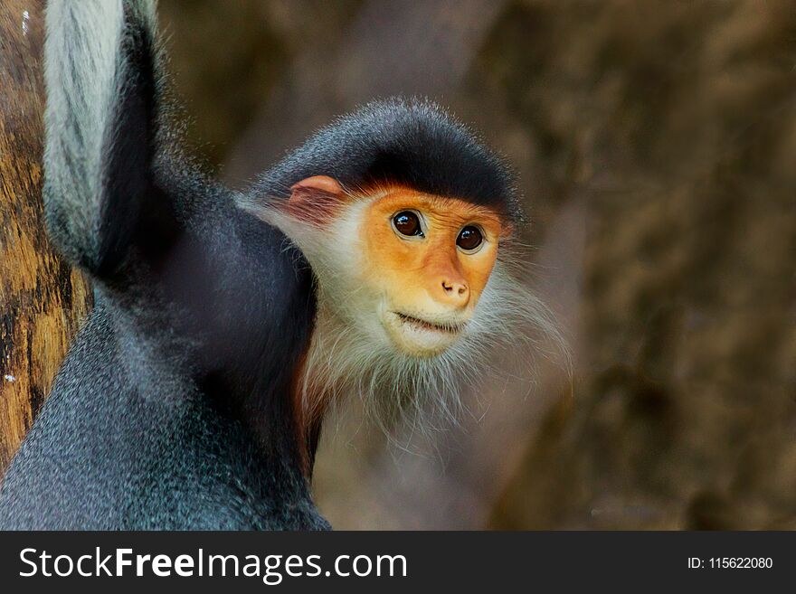 Portrait of the red-shanked douc langur.