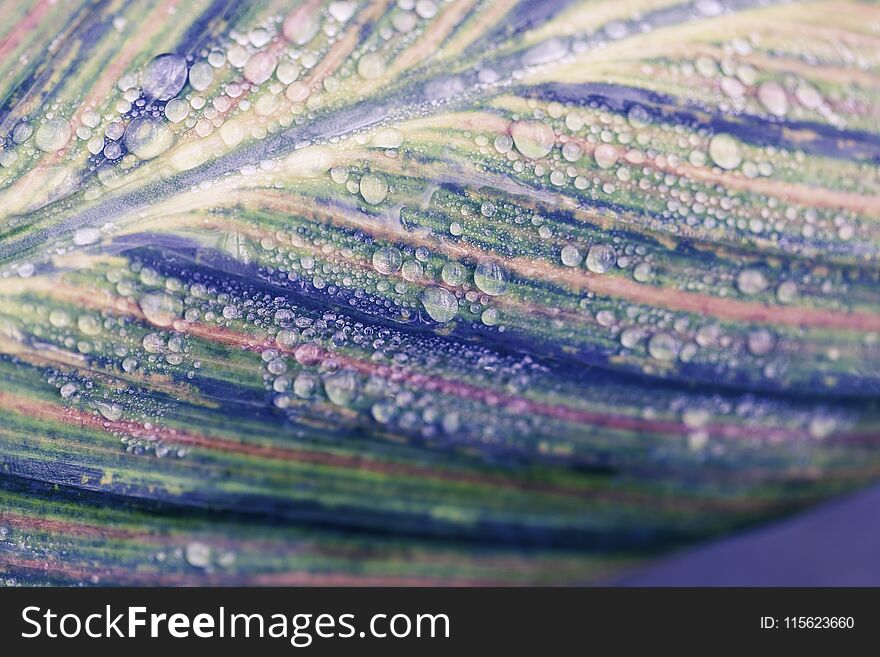 Macro photo of a leaf with water on it. Macro photo of a leaf with water on it