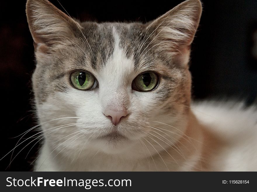 Close-Up Photography of Cat