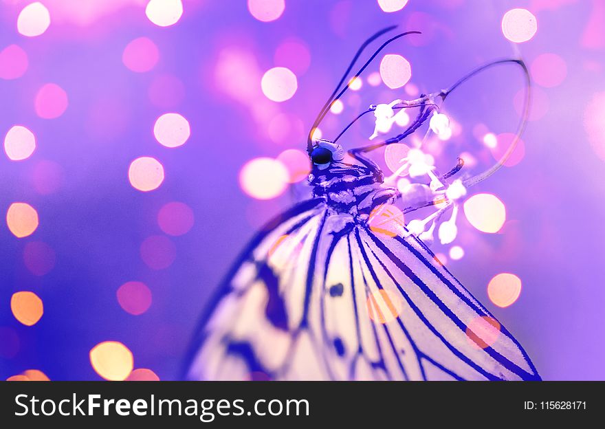Macro Photography of Butterfly Near Lights