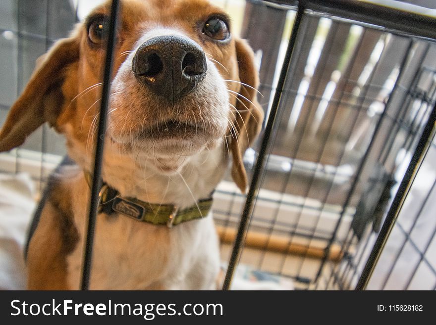 Adult Tricolor Beagle