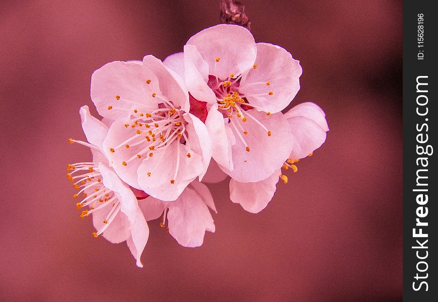Selective Focus Photography of Pink Cherry Blossom Flower