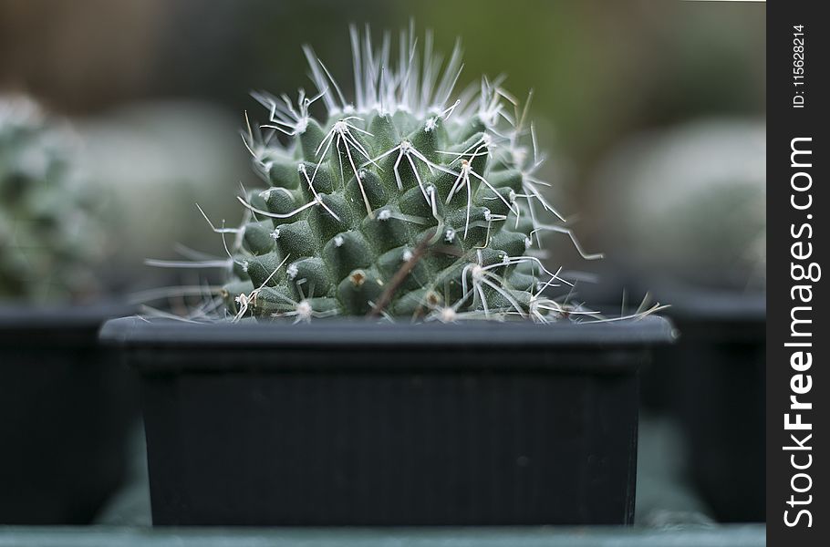 Selective Focus Photograph of Cactus Plant on Black Pot