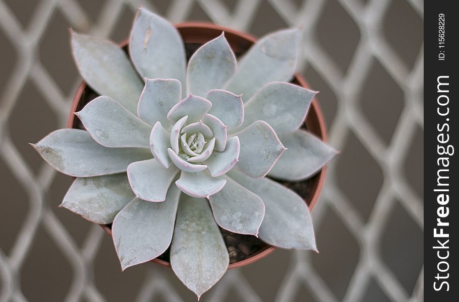 Close-up Photography Of Succulent Plant