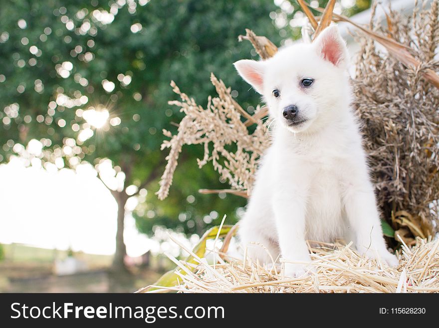 Close-Up Photography of Japanese Spitz Puppy Sitting on Straw