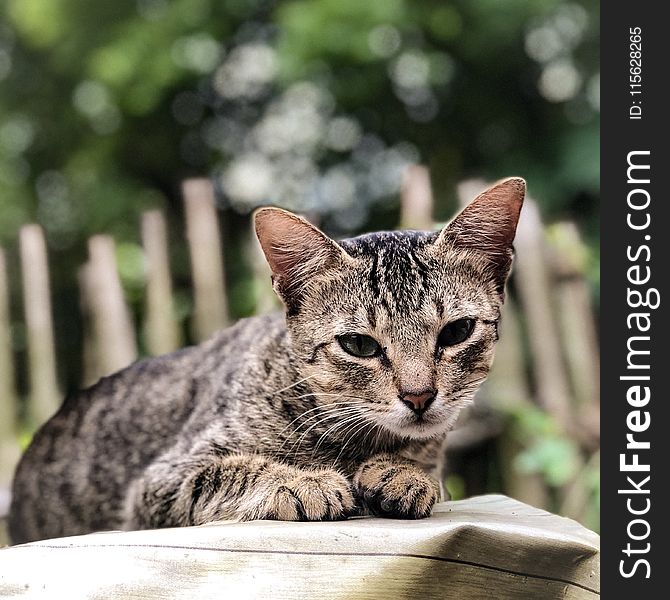 Close-Up Photography of Tabby Cat