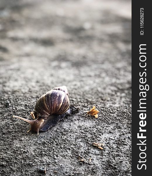 Close-Up Photography Of Snail