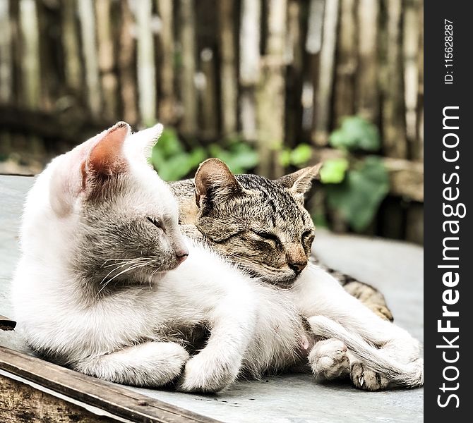 Close-Up Photography of Tabby Cats Laying