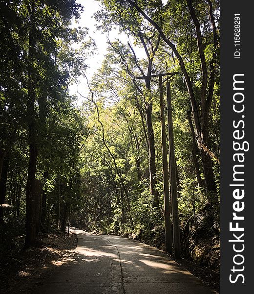 Photography Of Roadway Surrounded By Trees