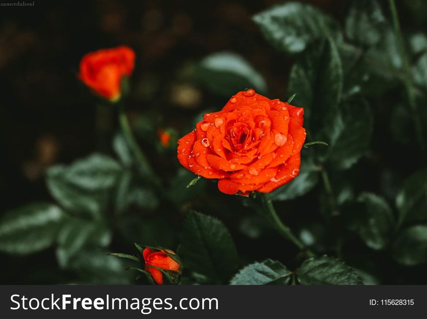 Close-Up Photography Of Wet Flower