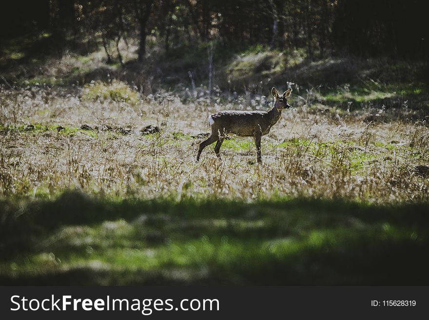 Photography of Deer in the Field