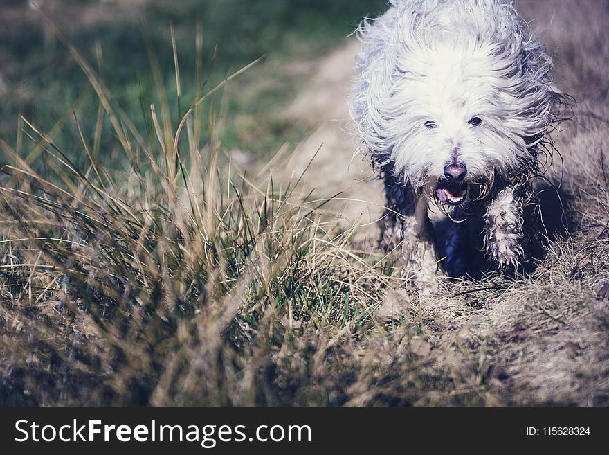 Photography Of Dog In The Field