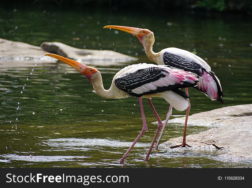 Close-Up Photography of Birds Drinking Water