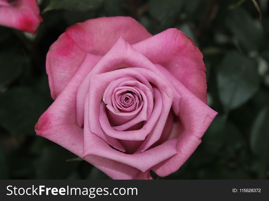 Close Up Photography Of Pink Rose Flower