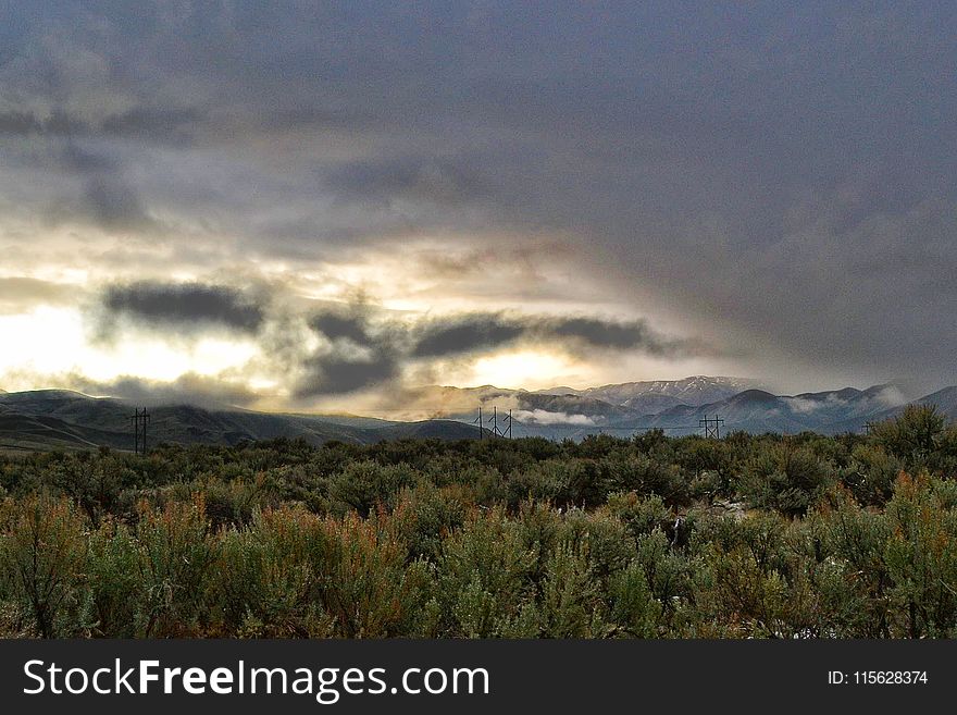 Landscape Photo of Rainforest