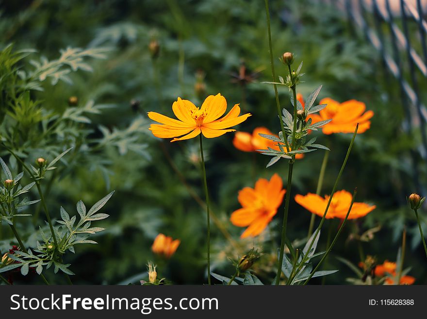 Selective Focus Photography of Orange Sunroot Flowers