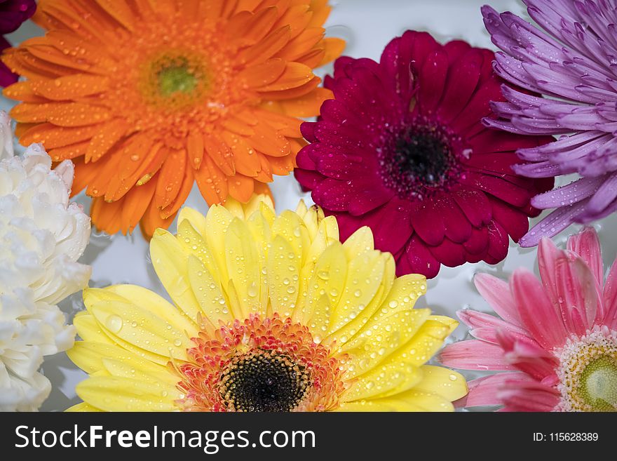 Macro Photography of Flowers