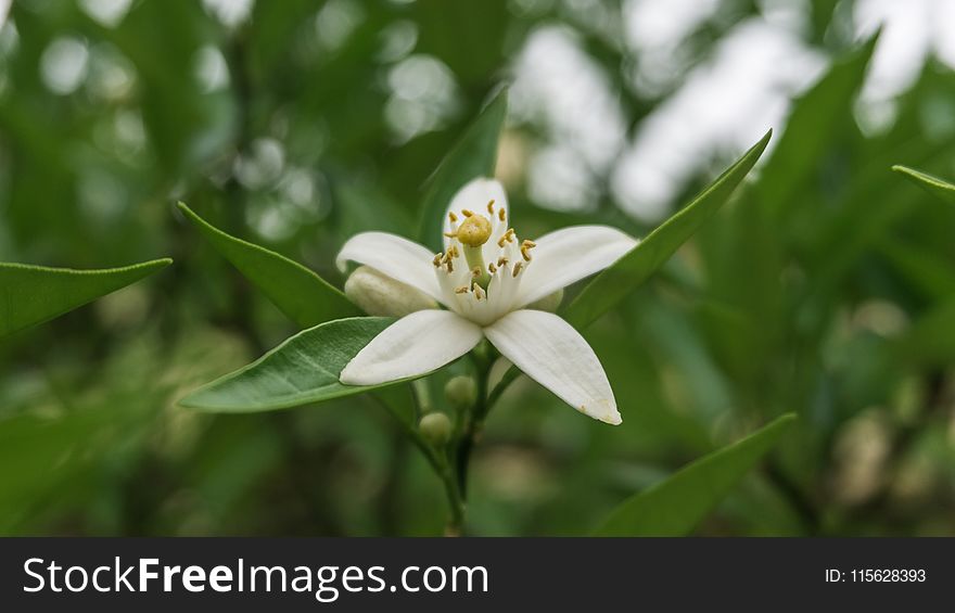 White Jasmine Flower Selective-focus Photo