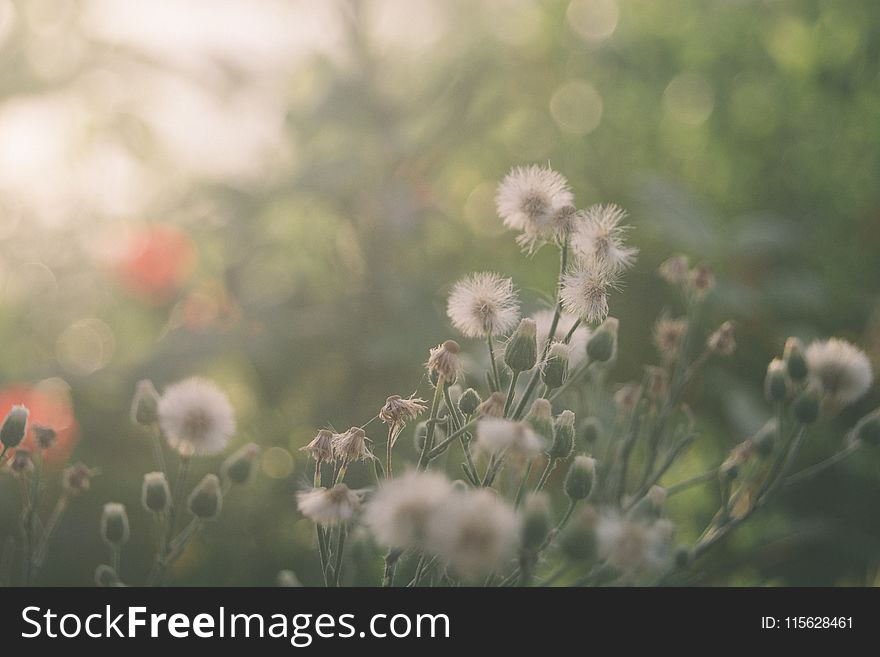 Dandelions in Close Up Photography