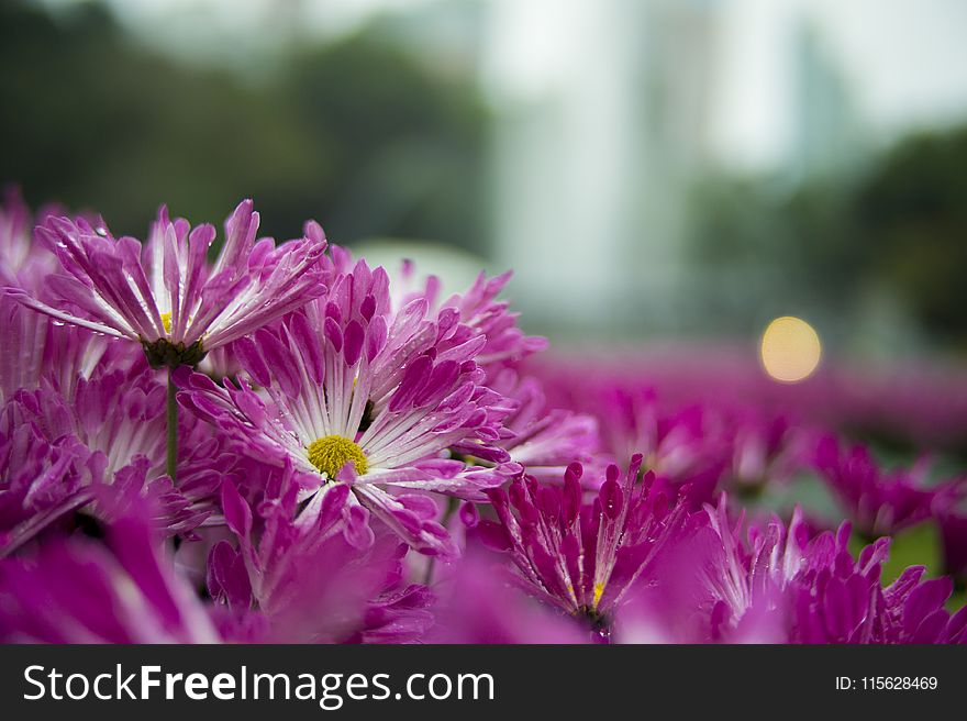 Shallow Focus Photography of Purple Flowers