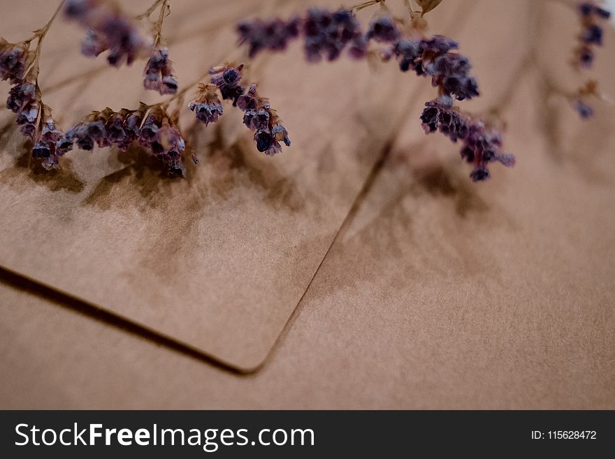 Shallow Photography Of Purple Flowers