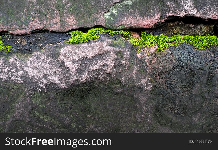 Freshness green moss growing on the moist stone in the rain fore